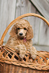 Giant Poodle Puppy