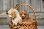 Giant Poodle Puppies