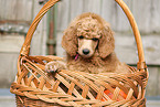 Giant Poodle Puppy
