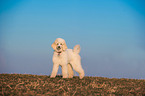 young Giant Poodle