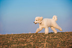 young Giant Poodle