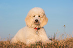young Giant Poodle