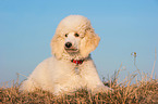 young Giant Poodle