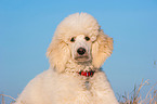 young Giant Poodle