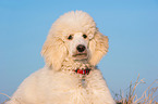 young Giant Poodle