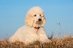young Giant Poodle