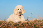 young Giant Poodle