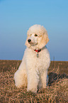 young Giant Poodle