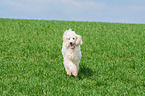 walking Giant Poodle
