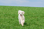 walking Giant Poodle