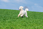 running Giant Poodle