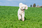 running Giant Poodle