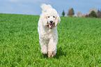 running Giant Poodle