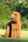 Giant Poodle