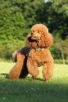 running Giant Poodle