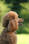 Giant Poodle Portrait