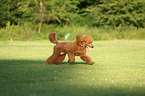 running Giant Poodle
