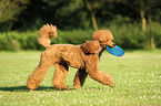 playing Giant Poodle