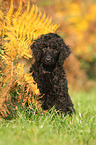 Giant Poodle Puppy
