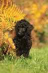 Giant Poodle Puppy