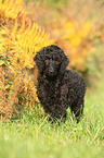 Giant Poodle Puppy