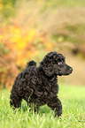 Giant Poodle Puppy