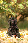 Giant Poodle Puppy