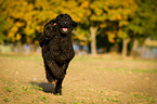 running Giant Pudel