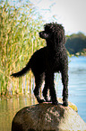 standing Giant Pudel