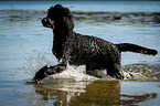 running Giant Pudel