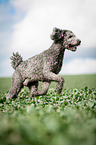 running Giant Pudel