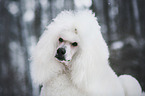 Giant Poodle Portrait