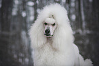 Giant Poodle Portrait