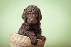 Giant Poodle Puppy in a basket