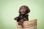 Giant Poodle Puppy in a basket