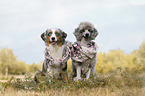 Giant Poodle with Australian Shepherd