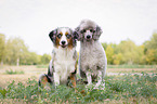 Giant Poodle with Australian Shepherd