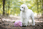 standing Giant Poodle