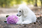 lying Giant Poodle