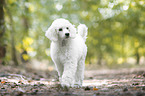 walking Giant Poodle