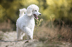 walking Giant Poodle
