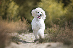 running Giant Poodle