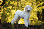standing Giant Poodle