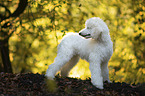 standing Giant Poodle