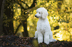 sitting Giant Poodle