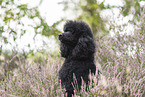 Giant Poodle Portrait