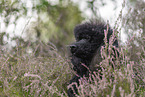 Giant Poodle Portrait