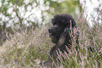 Giant Poodle Portrait