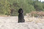 sitting Giant Poodle