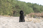 sitting Giant Poodle